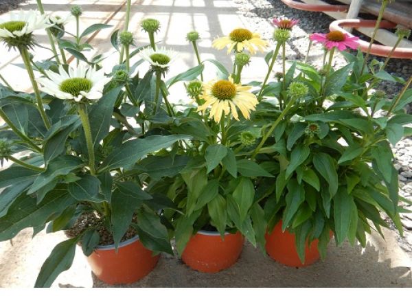 ECHINACEA