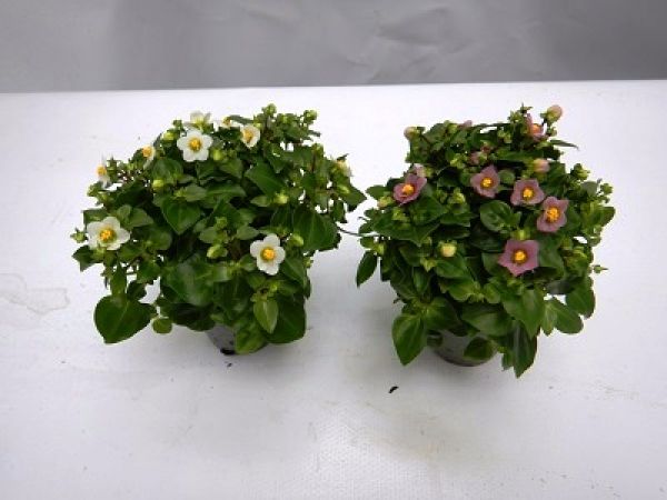 EXACUM MINI