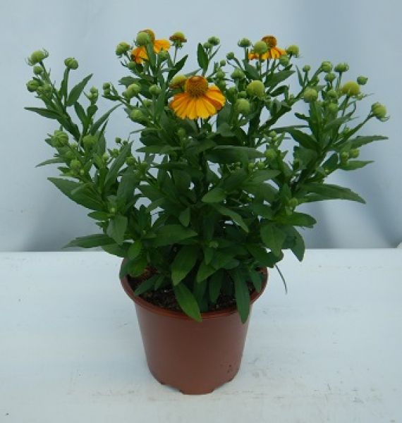 HELENIUM