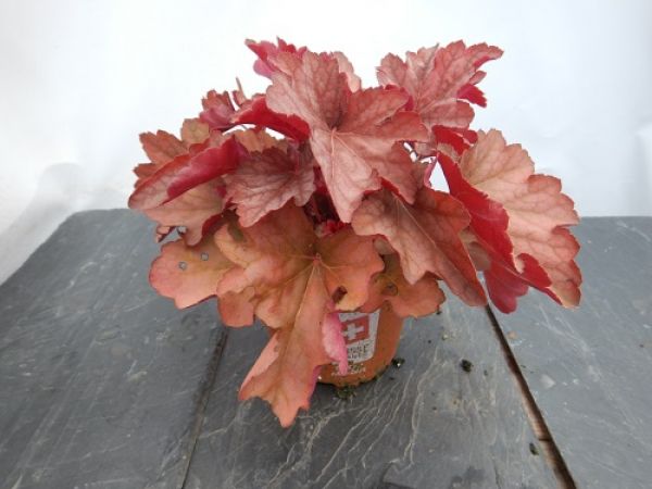 HEUCHERA WATERMELON