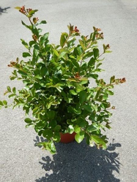 LAGERSTROEMIA INDICA