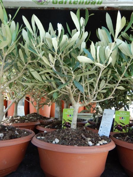 OLEA EUROPAEA TERRINE