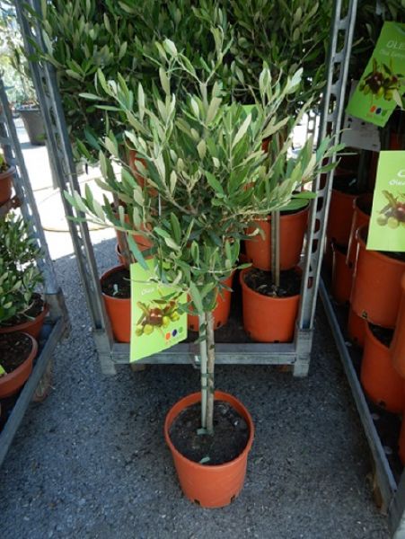 OLEA EUROPAEA TIGE