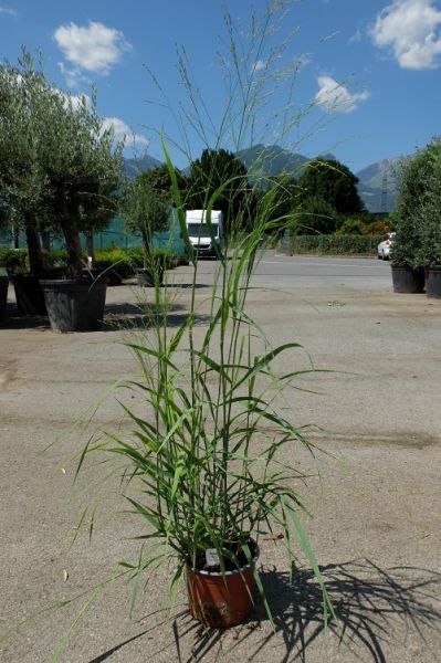 PANICUM BUFFALO