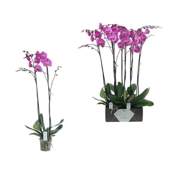 PHALAENOPSIS BIJOUX RUBY