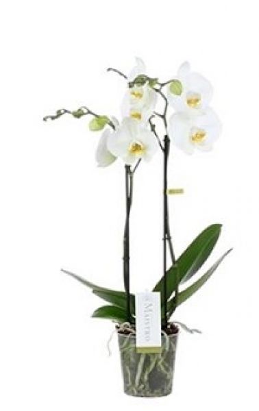 PHALAENOPSIS 2T MAISTRO
