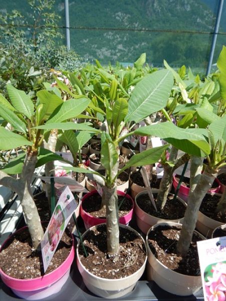 PLUMERIA RUBRA