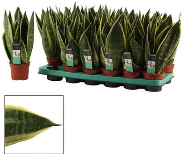 SANSEVERIA CANARY