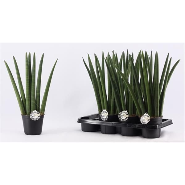 SANSEVERIA CYLINDRICA FAN