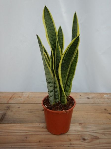 SANSEVERIA LAURENTII