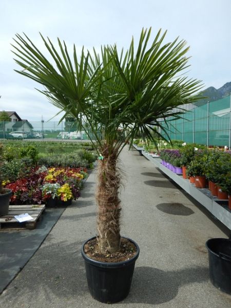TRACHYCARPUS FORTUNEI