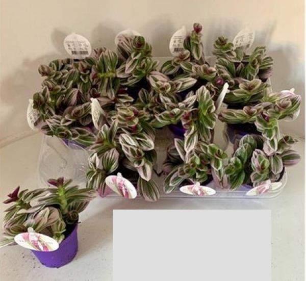 TRADESCANTIA NANOUK
