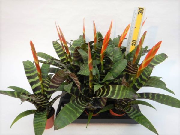 VRIESEA ERA