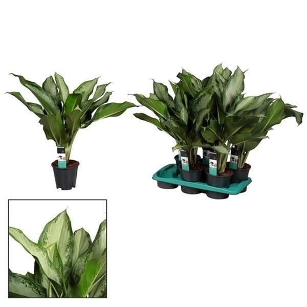 AGLAONEMA CLEOPATRA