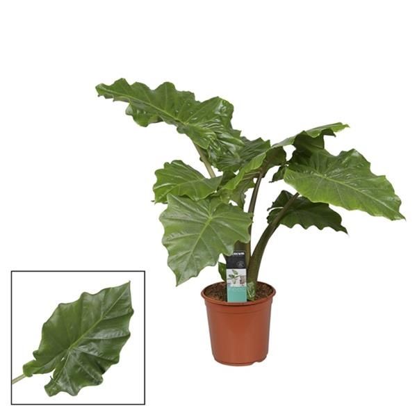 ALOCASIA PORTADORA