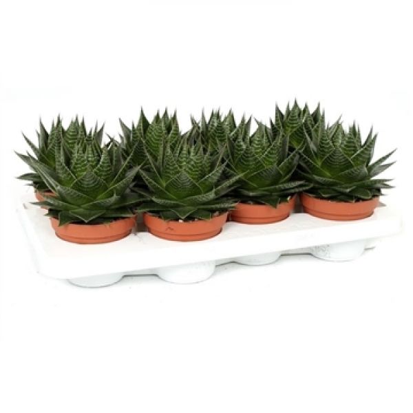 ALOE COSMO