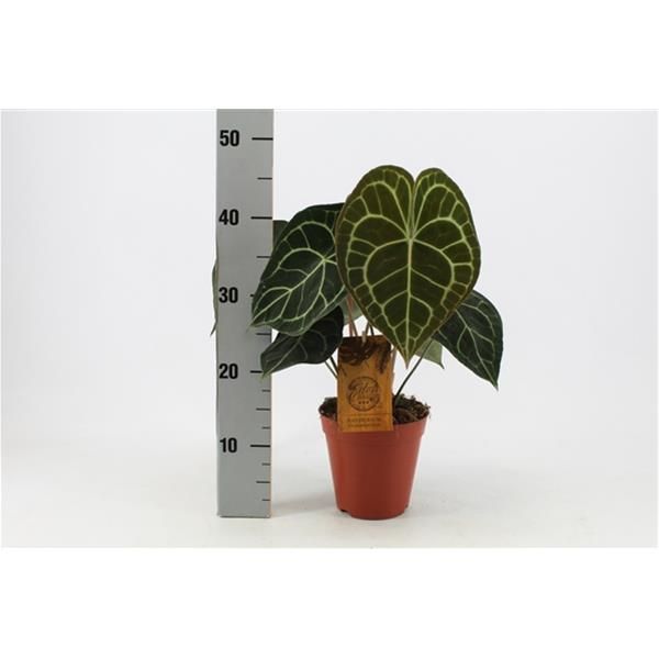 ANTHURIUM CLARINERVIUM