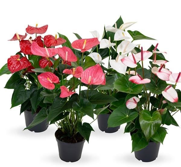 ANTHURIUM MIX