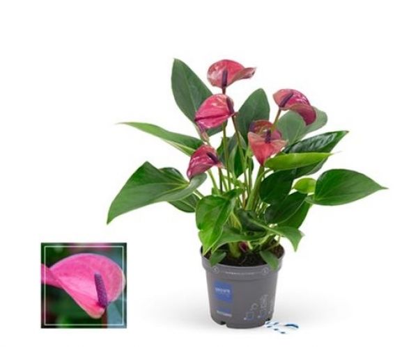 ANTHURIUM PURPLE