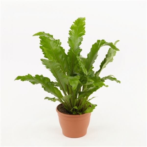 ASPLENIUM NIDUS CAMPIO
