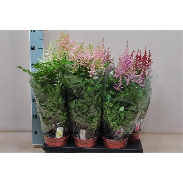 ASTILBE