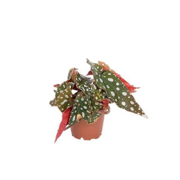 BEGONIA MACULATA