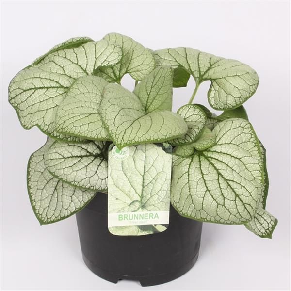 BRUNNERA SEA HEART