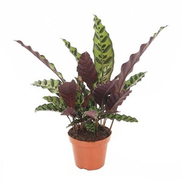 CALATHEA INSIGNE