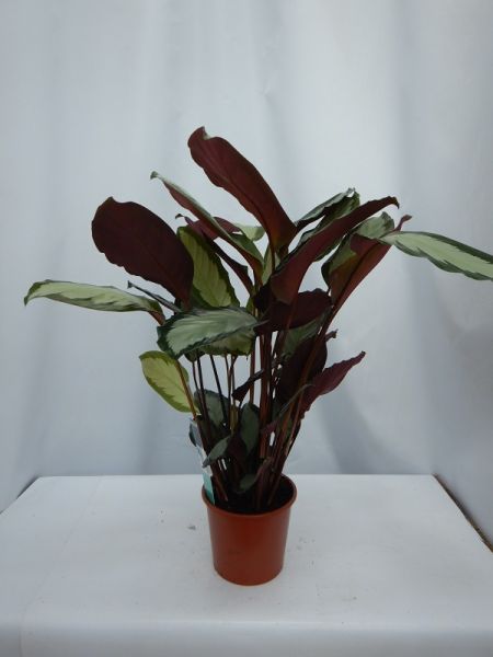 CALATHEA PICTURATA
