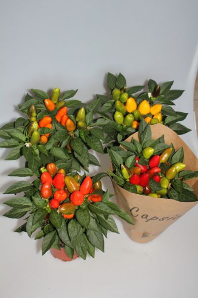 CAPSICUM CARNAVAL