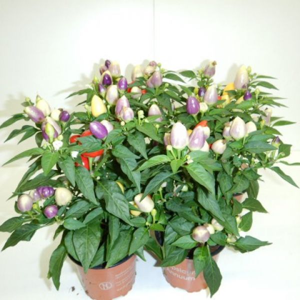 CAPSICUM FESTIVAL