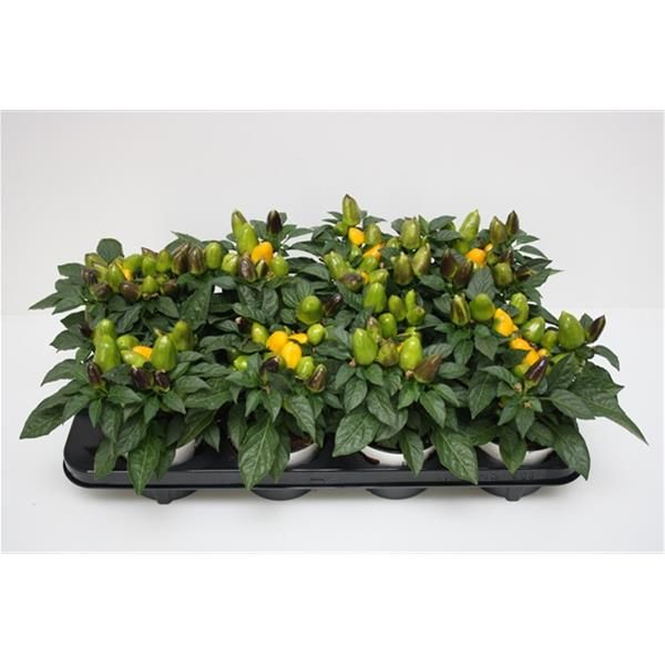 CAPSICUM MAMBO JAUNE