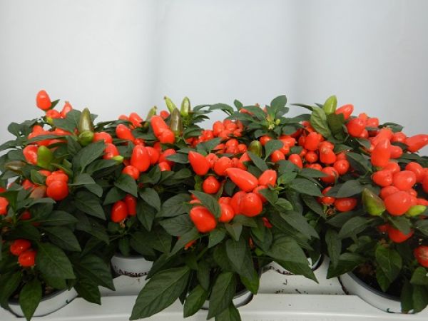 CAPSICUM MAMBO ORANGE