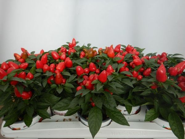 CAPSICUM MAMBO ROUGE