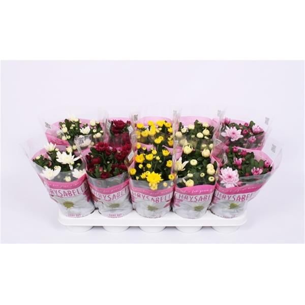 CHRYSANTHEME 3 BOUTURES