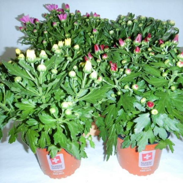 CHRYSANTHEME 4 BOUTURES