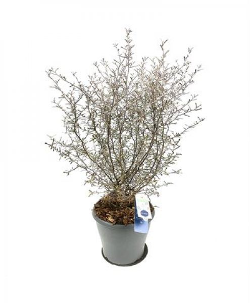 COROKIA MAORI SILVER