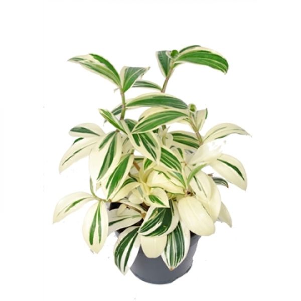 COSTUS ARABICUS