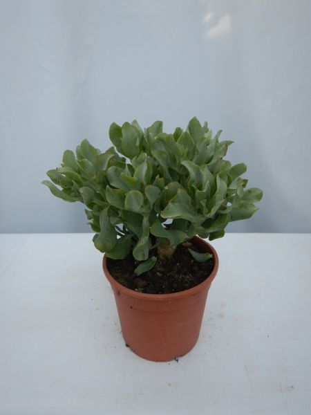 CRASSULA ARBORESCENS