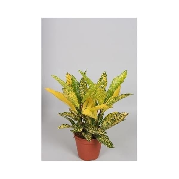 CROTON GOLD SUN/ CODIAEUM