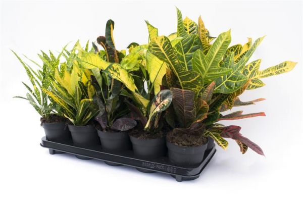 CROTON MIX / CODIAEUM