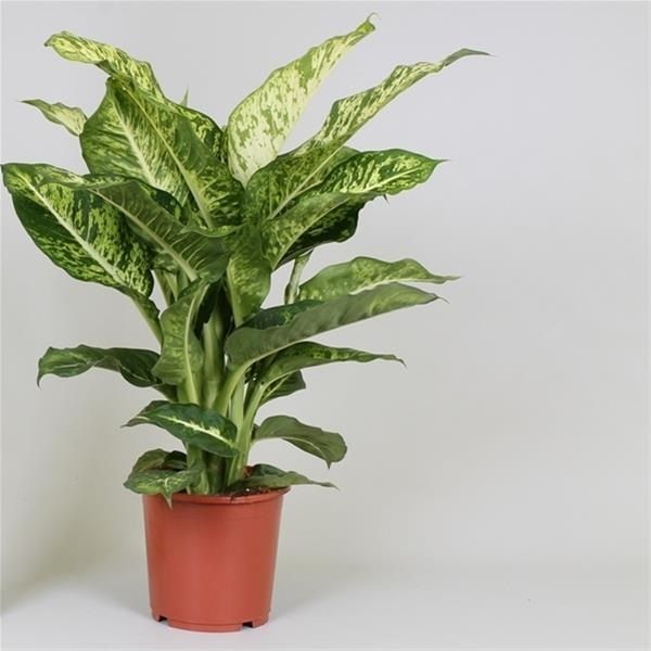 DIEFFENBACHIA MARS