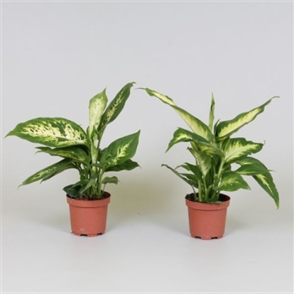 DIEFFENBACHIA MIX
