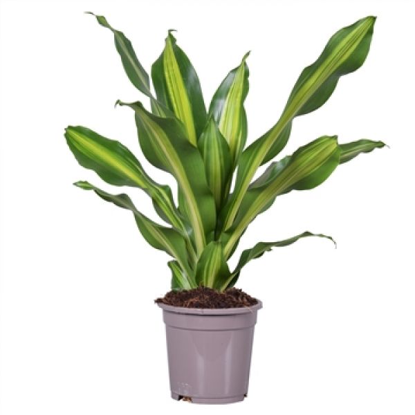 DRACAENA BURLEY