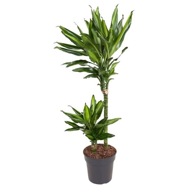 DRACAENA FRAGRANS CINTHO