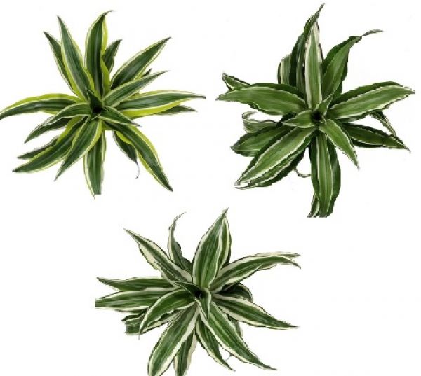 DRACAENA FRAGRANS