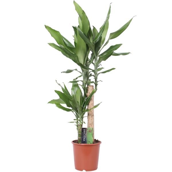 DRACAENA FRAGRANS STEUDNERI