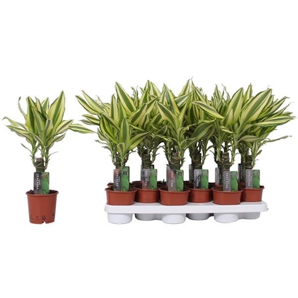 DRACAENA YELLOW COAST