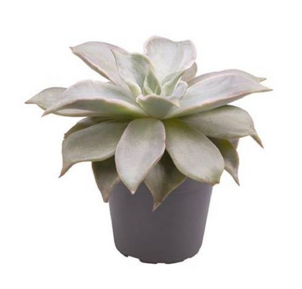 ECHEVERIA MADIBA