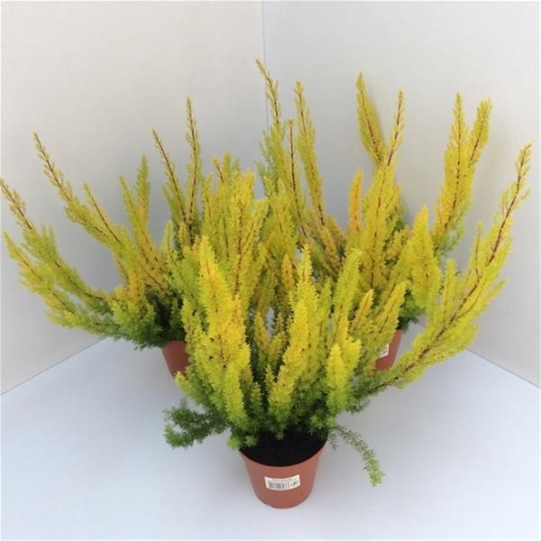 ERICA ARBOREA